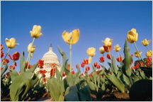 Tulip flower bed with the Capital Building in the background