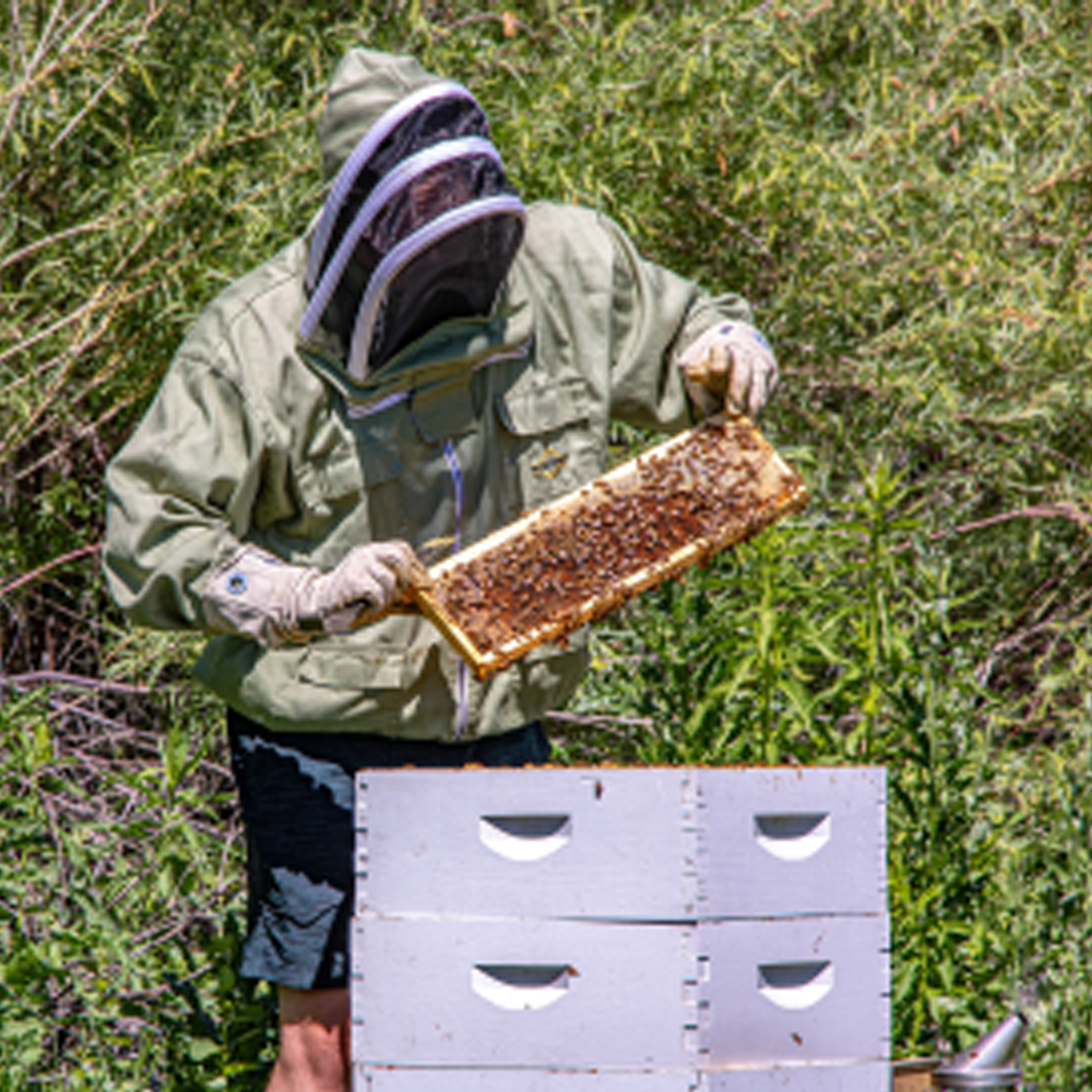 R8 DFC Bee Story RFB Image