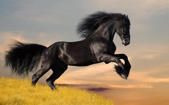stock image of a black stallion raised up on it's hind legs.