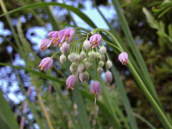Photo of a cluster of small pink bell-shaped flowers