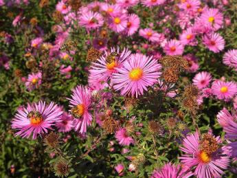 Photo of a large group of hot pink flowers with a yellow center