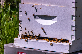 Bees buzzing around the hive on the Denver Federal Center