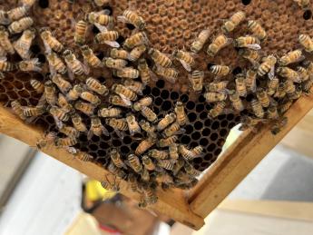 Bees from beekeepers hive