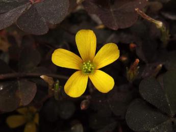 Photo of a small yellow flower with five petals