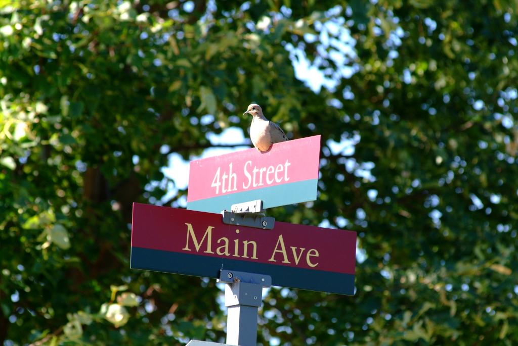 R8 DFC Street signage with bird 