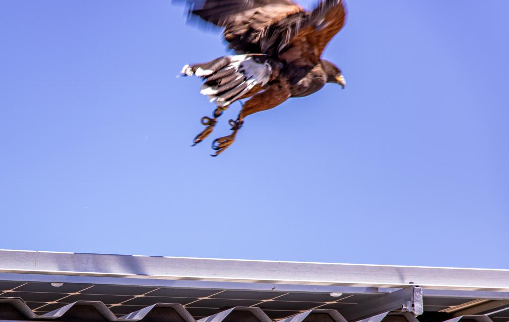 R8 Pest control story Hawk flying 
