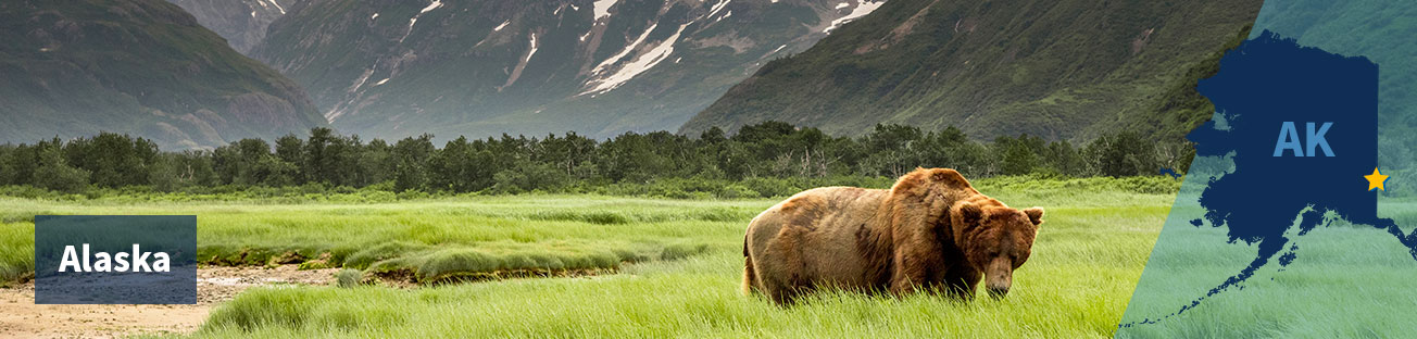 Large brown bear in a green field with scrubby trees in the middle ground and mountains with some snow in the background, with the title Alaska at left and the state shape with a gold star along the eastern border